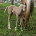 NIRO - out of Sunny Blue Skys AQHA/APHA (Owned by Suzanne Munns)